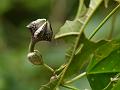 Kanara Ceropegia