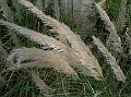 Kans Grass