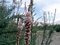 Kashmir False Tamarisk