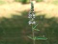 Kashmir Horsemint