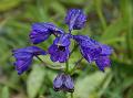 Kashmir Larkspur