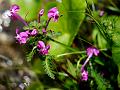 Kashmir Lousewort