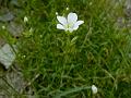 Kashmir Sandwort