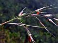 Kashmir Wire Grass