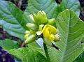 Khandala Wild Pea