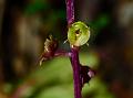 Khasi Boot Orchid