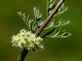 Knotted Hedge-Parsley