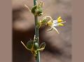 Kolhapur Chlorophytum