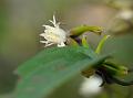 Konkan Clematis