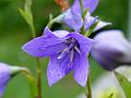 Korean Bellflower