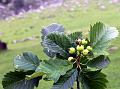 Kumaon Rowan