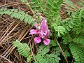 Kumaon Sweetvetch