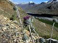 Ladakh Thistle