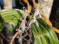 Lance-Lip Coelogyne