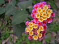 Lantana