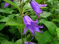 Large Bellflower