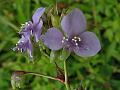 Large Dewflower