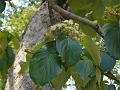 Large Leaf Dogwood