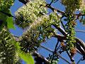 Large Leaved Climbing Bushwillow