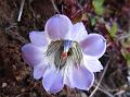 Large Pale Gentian