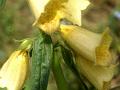 Large Yellow Foxglove