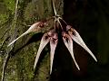 Large-Leaf Bulb-Leaf Orchid