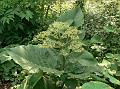 Large-Leaf Leea