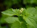 Large-Sepal Figwort