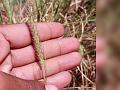 Large-Spike Buffel Grass