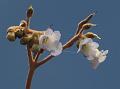 Large-Spike Stone Flower