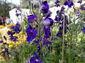 Larkspur