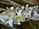 Lawn orchid