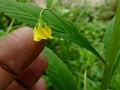 Lax Loosestrife