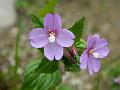 Lax Willowherb