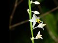 Lax-Flowered Chlorophytum