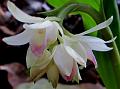 Lax-Flowered Swamp Orchid