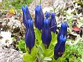 Leaf-Sepal Gentian