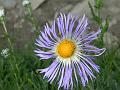 Leafy Creeping Aster