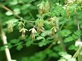 Leafy Meadow-Rue