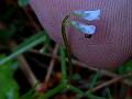 Lentil Vetch