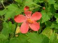 Lesser Mallow orange