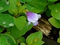 Lindernia Wishbone Flower