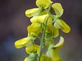 Lined-Petal Rattlepod