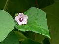 Little Bell Morning Glory