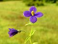 Little Persian Violet