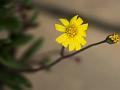 Little Pickles Ice Plant