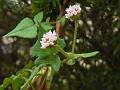 Lobed Leaf Knotweed