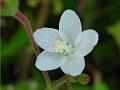 Lobed Leaf Mallow