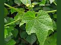 Lobed-Leaf Zehneria