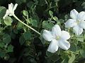 Long Flowered Barleria